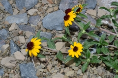 Sanvitalia procumbens