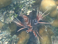 Pterois radiata