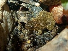 Pseudopaludicola pocoto