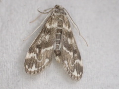 Hygraula nitens
