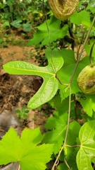 Aristolochia trilobata