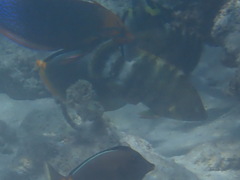 Cheilinus trilobatus