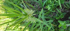 Asclepias hirtella