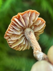 Laccaria nobilis