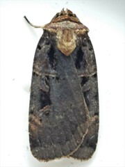 Pseudohermonassa bicarnea