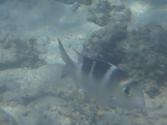 Monotaxis grandoculis