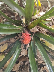 Bromelioideae