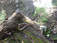 Lampropeltis knoblochi