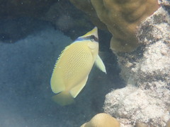 Chaetodon citrinellus