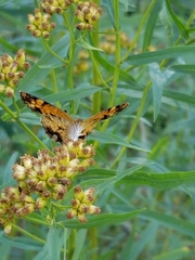 Phyciodes tharos