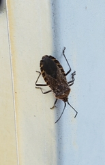 Anasa