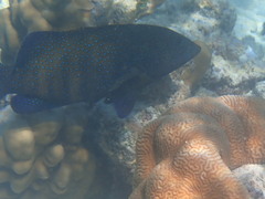 Cephalopholis argus