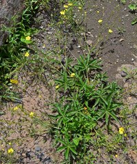 Potentilla pulcherrima