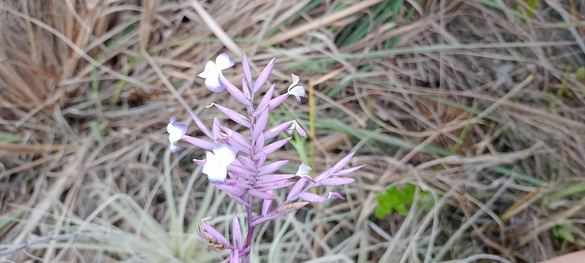 Tillandsia straminea image