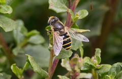 Eristalis hirta