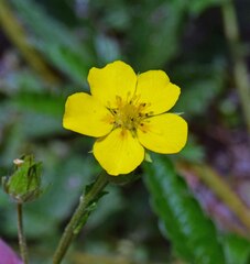 Potentilla pulcherrima