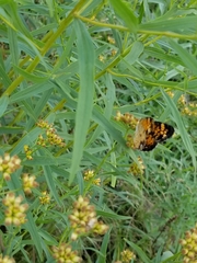Phyciodes tharos