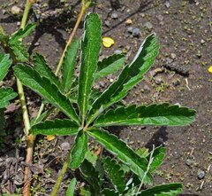 Potentilla pulcherrima