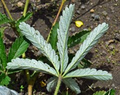 Potentilla pulcherrima