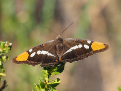 Adelpha californica