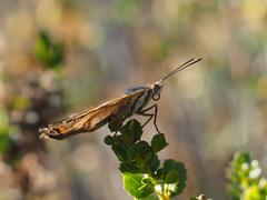 Adelpha californica
