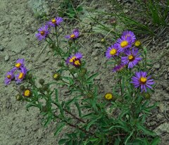 Dieteria bigelovii