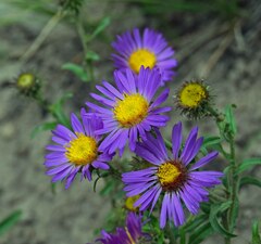 Dieteria bigelovii