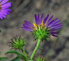 Dieteria bigelovii