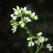 Pineland Valerian - Photo (c) Ethan, some rights reserved (CC BY-NC), uploaded by Ethan