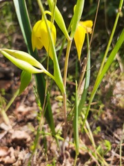 Calochortus amabilis