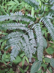 Arachniodes aristata