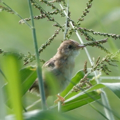 Cisticola exilis