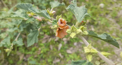 Sphaeralcea bonariensis