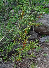 Shepherdia canadensis