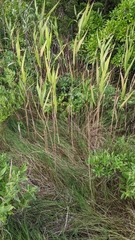 Phragmites australis americanus