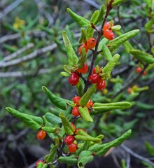 Shepherdia canadensis