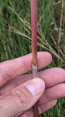 Phragmites australis americanus