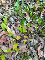 Grevillea laurifolia