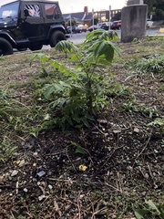 Koelreuteria paniculata