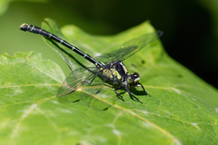 Octogomphus specularis