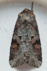 Trichordestra legitima
