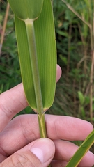 Phragmites australis americanus