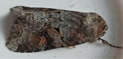Trichordestra legitima