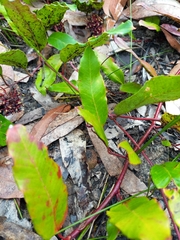 Grevillea laurifolia