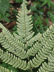 Arachniodes aristata