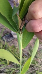 Phragmites australis americanus