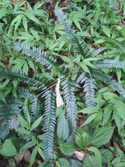 Arachniodes aristata