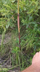 Phragmites australis americanus