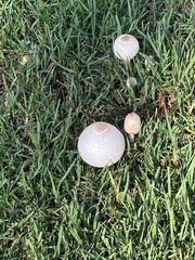 Leucoagaricus americanus