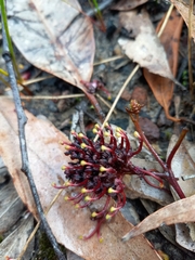 Grevillea laurifolia